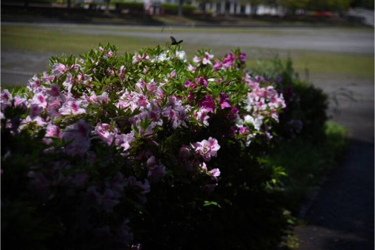 A Homeowner Spent Nine Years Reviving “Mowed-Over” Azaleas, Then Learned Why a Previous Tenant Had Been Trying to Erase Them