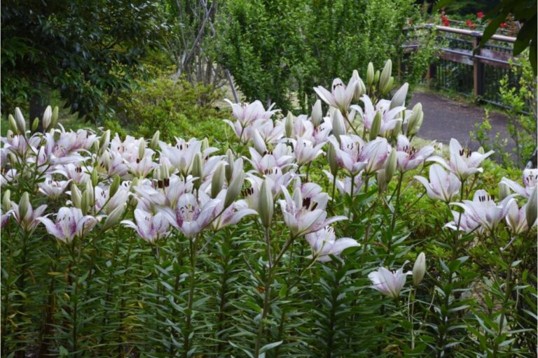 A Homeowner Spent Three Years Trying to Reclaim Her Rock Garden From Invasive Lilies, Then Discovered the Plants Were Coming Back From a Place She Never Thought to Dig