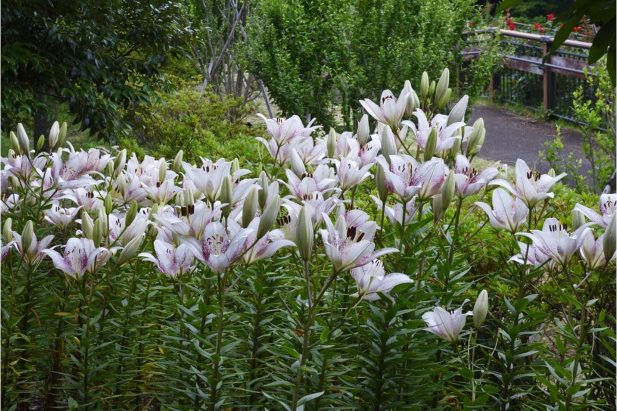 A Homeowner Spent Three Years Trying to Reclaim Her Rock Garden From Invasive Lilies, Then Discovered the Plants Were Coming Back From a Place She Never Thought to Dig