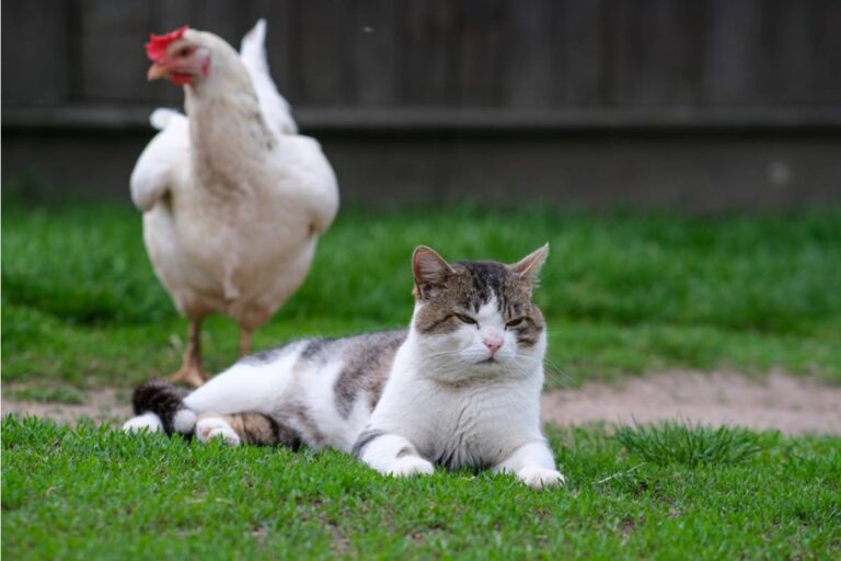 A Homeowner Wanted to Turn an Old Storage Shed Into a Winter Garden Shelter, Then Realized Her Chickens and Cats Needed Very Different Things