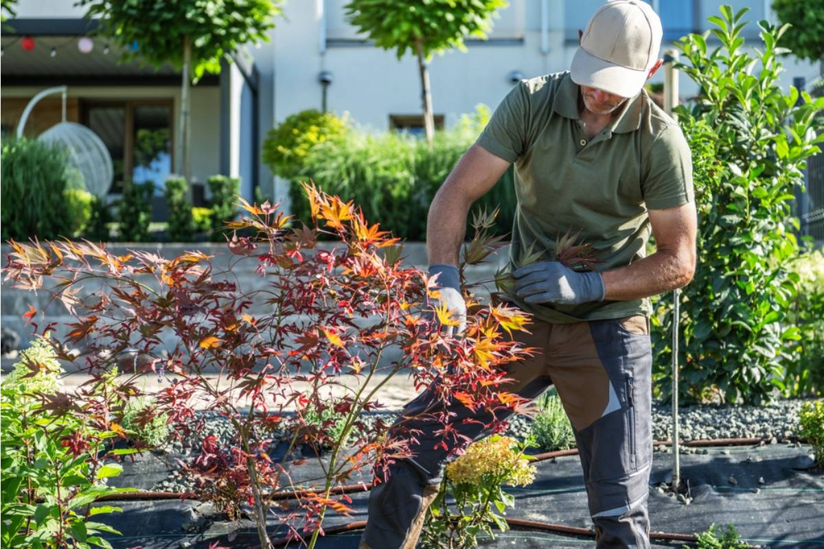 A Horticulture Agent Was Asked to Save a Storm-Damaged Maple, Then the Homeowner Suddenly Decided He Wasn't an Expert After All