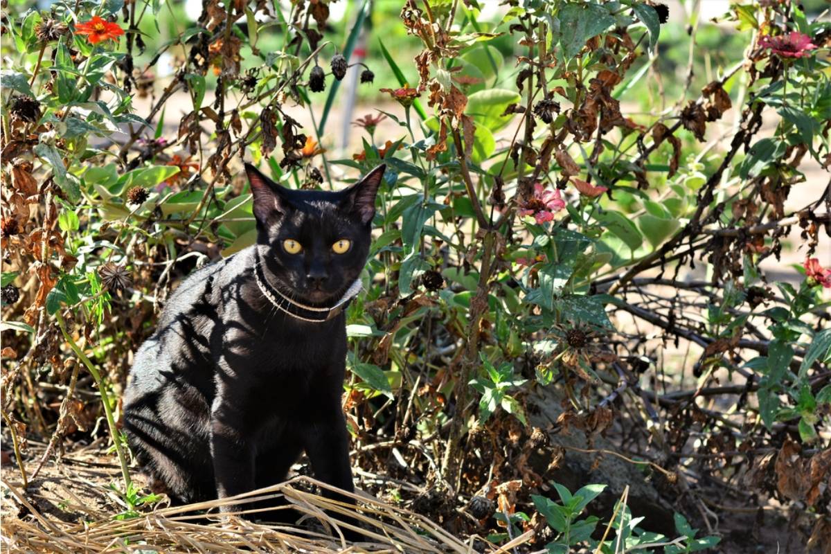 A Mother Spent Years Rebuilding Her Neglected Garden, Then One Black Cat Turned Her Flower Beds Into Its Private Toilet