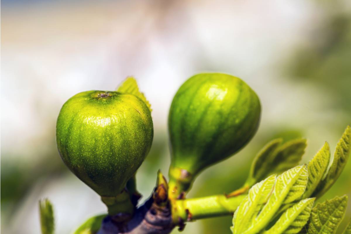 A New Homeowner Says His Sellers Praised the Backyard Fig Tree, Then Quietly Gave It to Family Before Closing