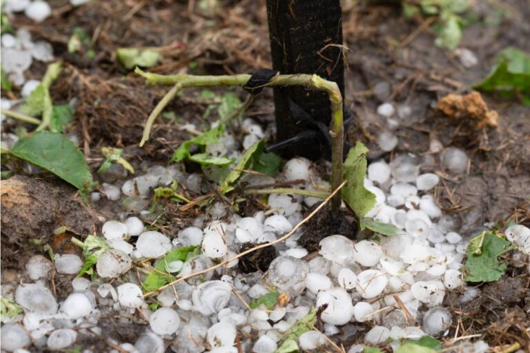 A Newlywed Gardener Let Her Raised Beds Become a Jungle After a Hailstorm, Then Her Fiancé Refused to Pull Two Weeds That Changed the Way She Saw Their Future