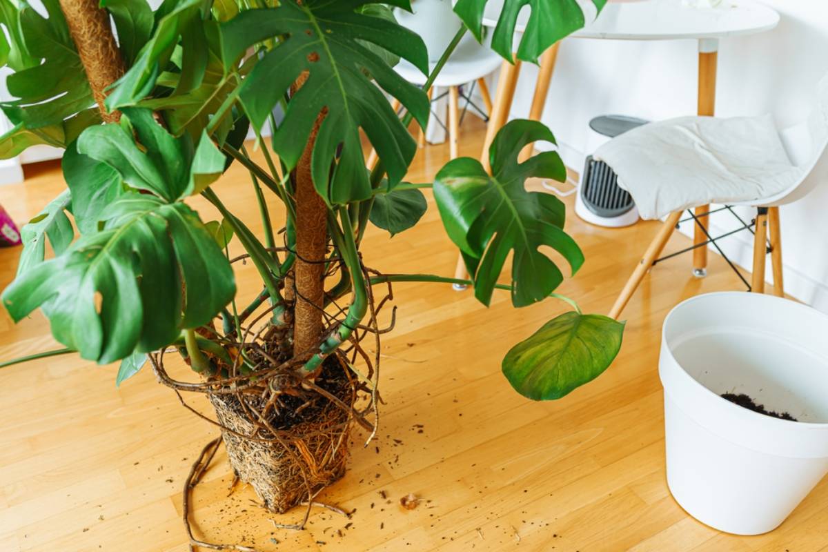 A Plant Lover Says Her Houseplants Were the Only Thing Keeping Her Going Through a Nightmare Week, Then Her Giant Monstera Collapsed and Damaged the New Leaf She Had Waited Weeks to See