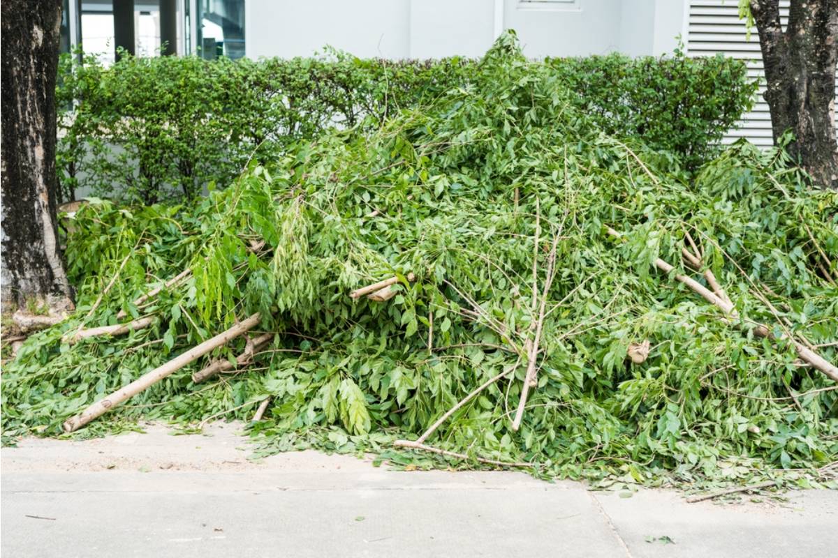 A Renter Says Roof Workers Left Branches Across His Yard, Then Both Neighbors Started Sending Their Tree Cleanup Over the Fence
