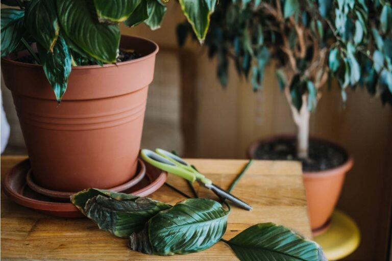 A Son Threatened to Throw Away His Mother's Plants After Bugs Took Over His Bedroom, Then Realized the Garden Wasn't the Only Thing at Risk