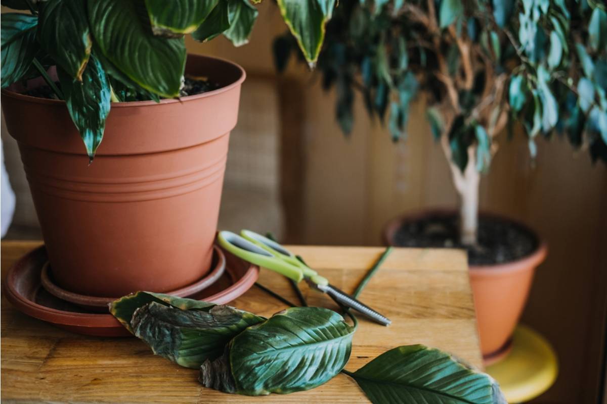 A Son Threatened to Throw Away His Mother's Plants After Bugs Took Over His Bedroom, Then Realized the Garden Wasn't the Only Thing at Risk