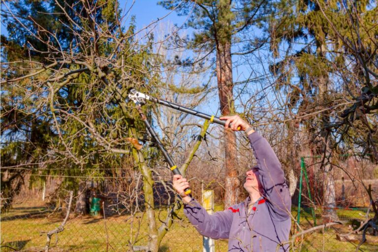 A Virginia Homeowner Offered to Pay Thousands to Save Her Neighbor’s Shed From an Overhanging Tree, Then He Refused to Let Anyone Step Onto His Yard