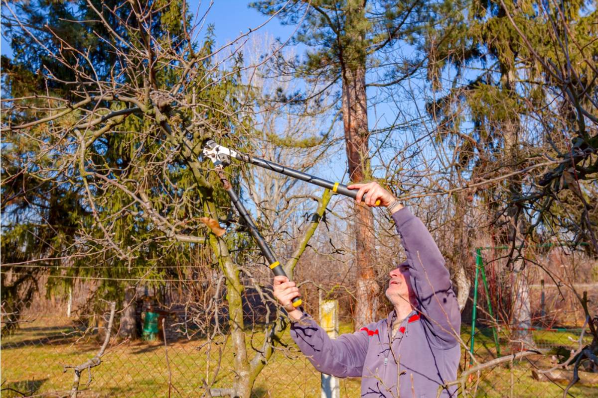 A Virginia Homeowner Offered to Pay Thousands to Save Her Neighbor’s Shed From an Overhanging Tree, Then He Refused to Let Anyone Step Onto His Yard