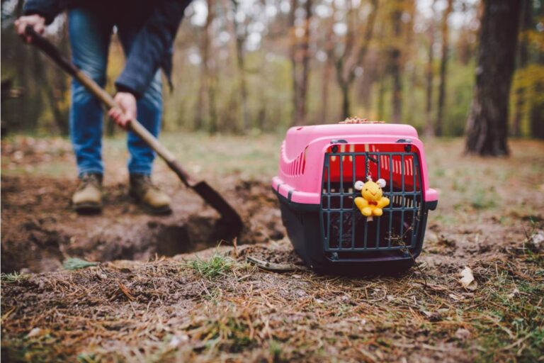 A Walker Quietly Built a Tiny Garden Cemetery for Animals Found Near the Railway Tracks, Until the Little Burial Ground Started Growing