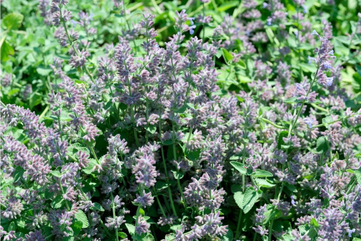 A Woman Planted a Few Catnip Seeds in Her Former Partner's Garden for Petty Revenge, Then Years Later She Drove Past and Found the Whole Yard Overrun With Cats