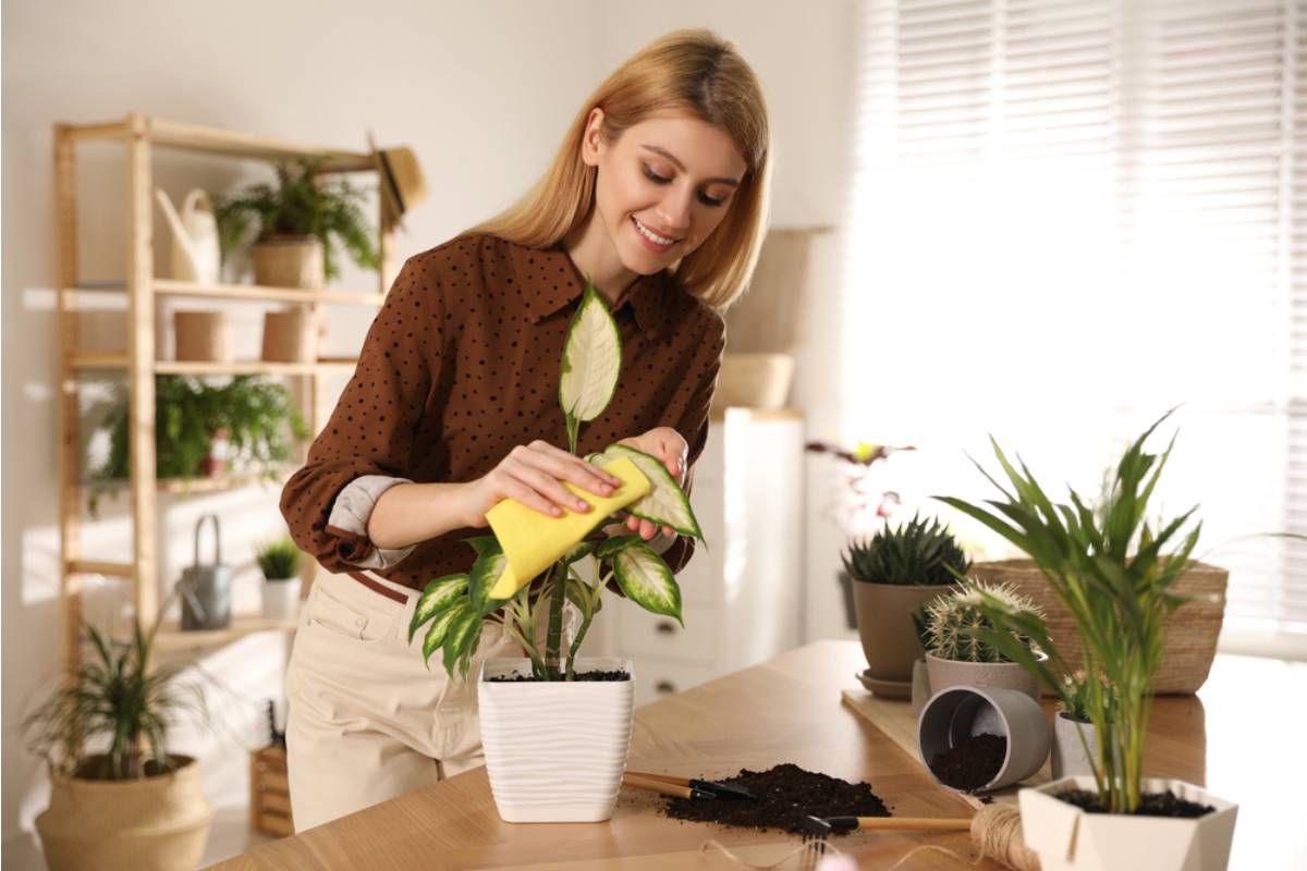 A Woman Was Given a Small Plant After Her In-Laws Decided She Couldn't Handle Their Home, Then the Garden Became Part of the Family Feud