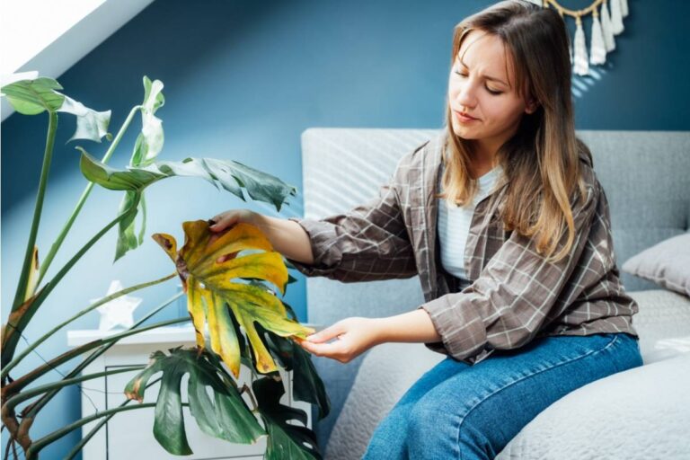 A Young Home Gardener Forgot to Water Her Grandmother’s Memorial Plant After Losing Her Beloved Cat, Then Discovered the Wilted Leaves Were Not the End of the Story