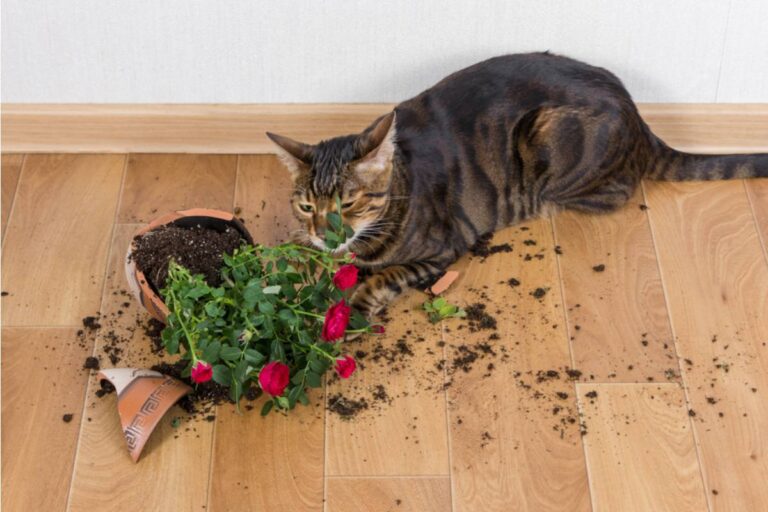 Cat Owner Says Her Eight-Month-Old Rescue Cat Destroyed Years of Houseplants, Then His Owners Tried One Last Trick That Made Things Even More Interesting