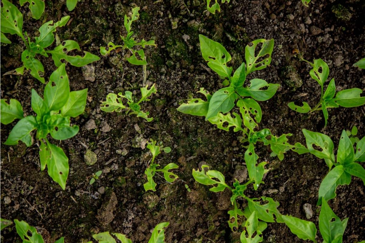 Employee Says Landscapers Mistook Her Beloved Workplace Herb Garden for Weeds, Then Security Checked the Cameras and Discovered Exactly Who Destroyed It