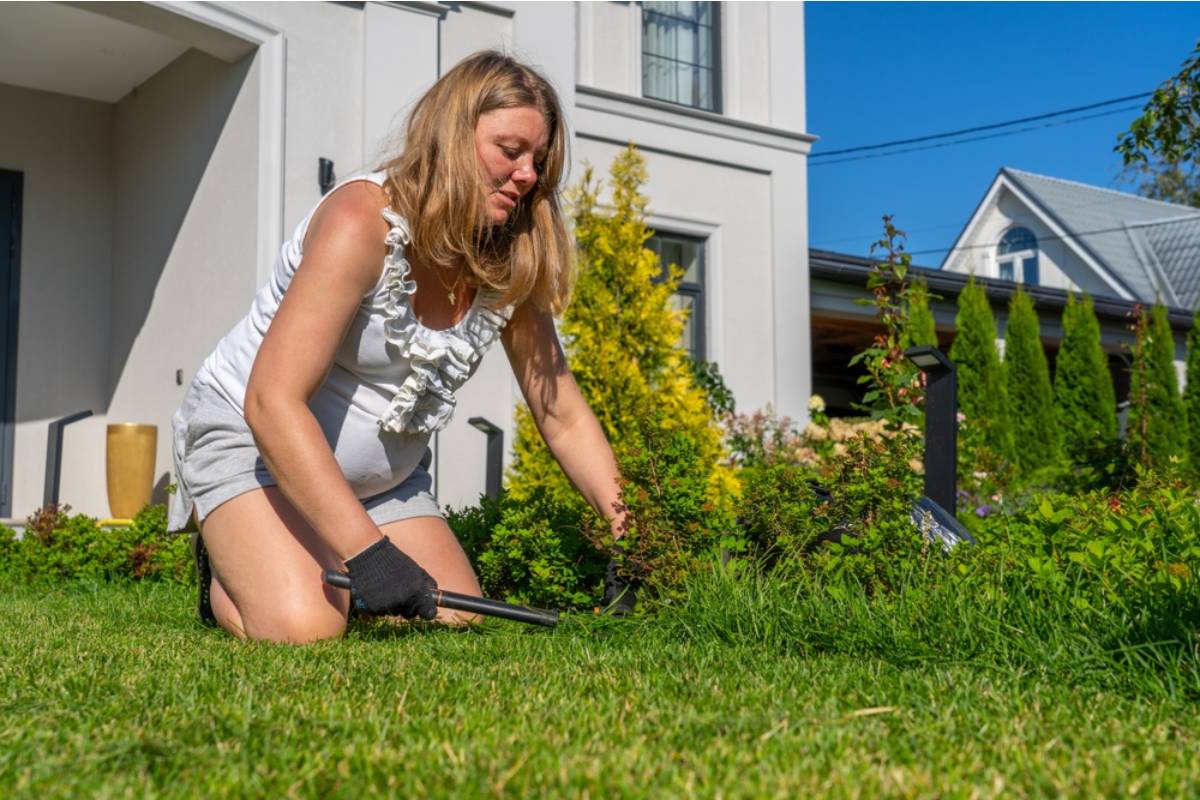 Everyone Complimented His Perfect Green Lawn, Until He Revealed the “Grass” Was Actually a Weed That Had Taken Over the Entire Yard