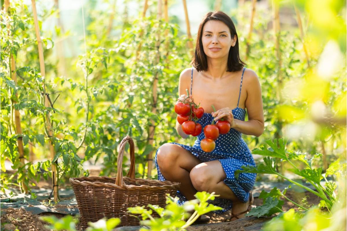 Gardener Says Her Neighbor Kept Treating the Community Beds Like a Free Market, Then One Perfect Tomato Harvest Finally Ended It