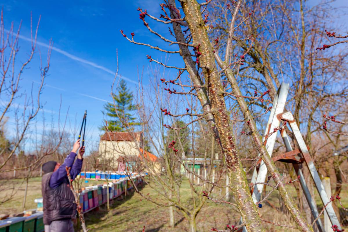 Gardener Says New Neighbor Wanted Six-Meter Trees Removed for More Afternoon Sun, Then Suggested Someone Else Should Pay for It
