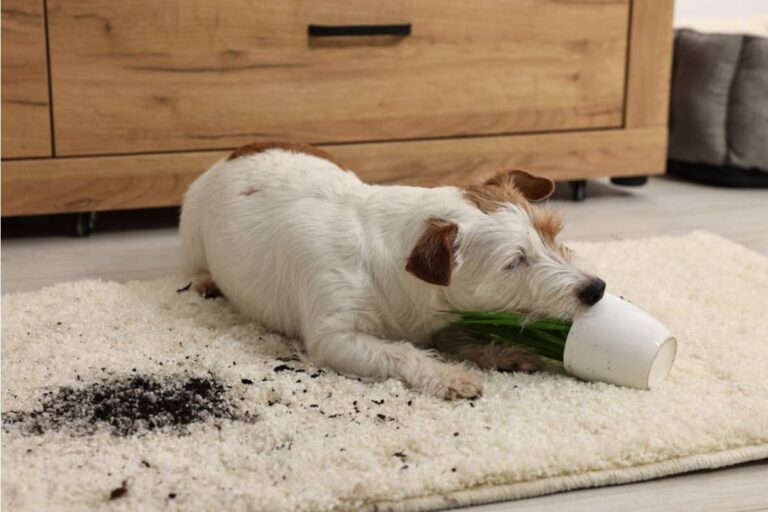 Grandfather Says His Granddaughter's Dog Destroyed the Hibiscus Plant His Late Wife Gave Him, Then a Family Argument Turned One Garden Keepsake Into a Much Bigger Crisis
