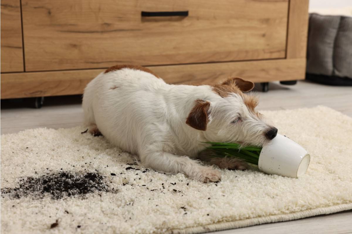 Grandfather Says His Granddaughter's Dog Destroyed the Hibiscus Plant His Late Wife Gave Him, Then a Family Argument Turned One Garden Keepsake Into a Much Bigger Crisis