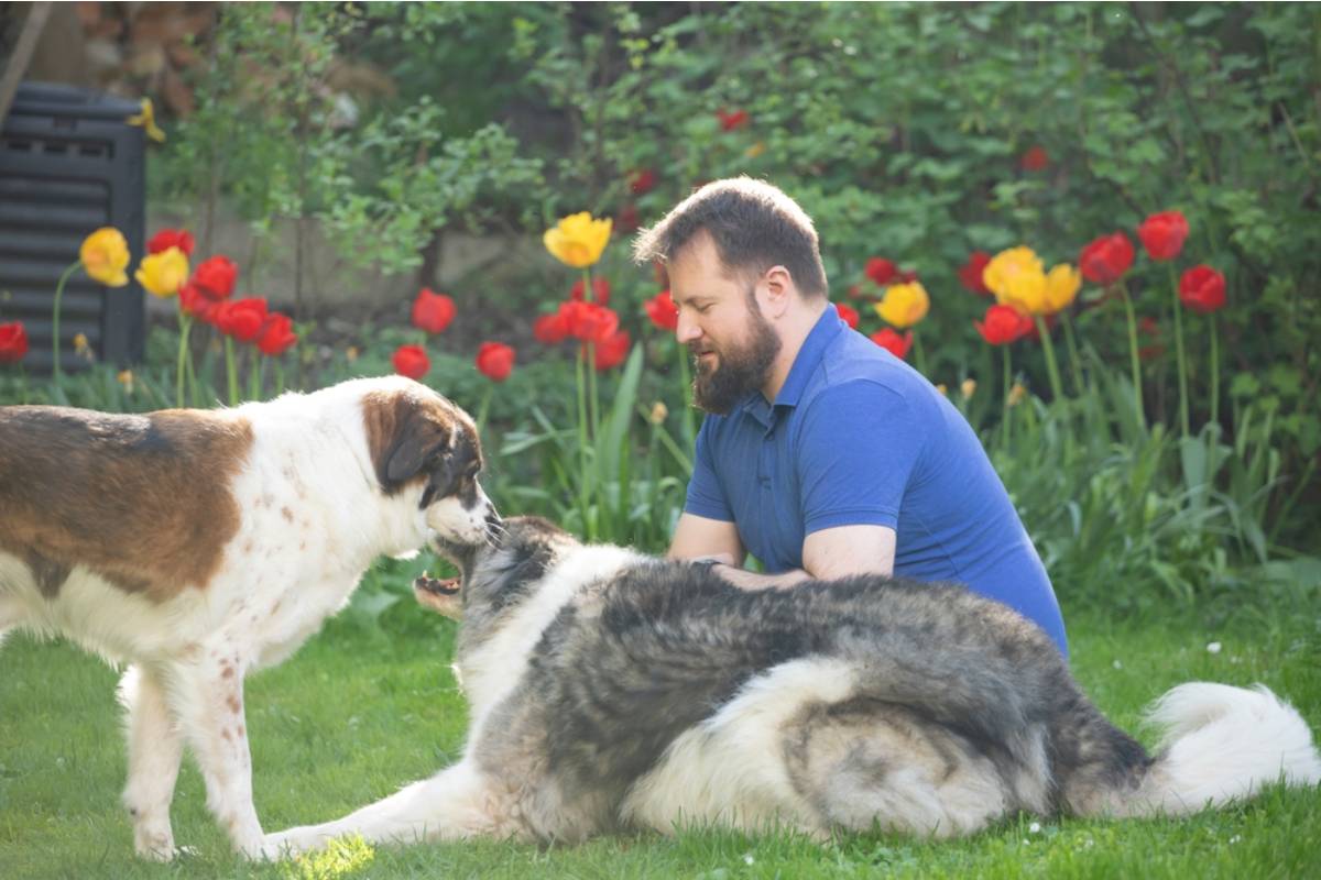 Homeowner Builds a Second Garden Fence to Protect Her Dogs From a Feuding Neighbor, Then Comes Home to Find the House Next Door Boarded Up