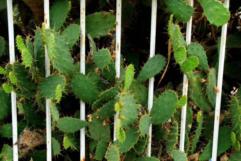 Homeowner Planted Cold-Hardy Cacti Along Her Fence After Vacation Renters Kept Trespassing, Then a Flashlight Appeared Across Her Backyard at Night