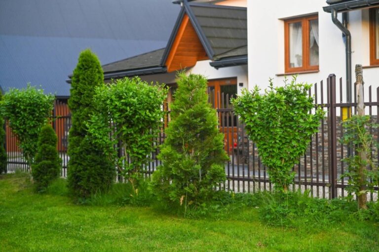 Homeowner Planted Full-Grown Pines to Finally Get Some Privacy From a Watchful Neighbor, Then Learned the Trees Had Become Part of the Problem