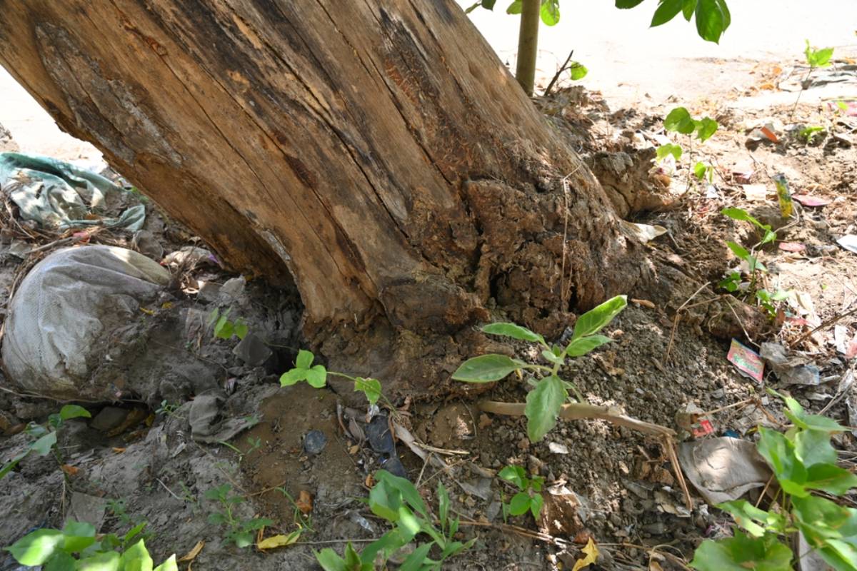Homeowner Refuses to Pay for Neighbor’s Failing Trees, Then the Property Marker They Pointed To Appeared to Put Their Fence, Shed and HVAC on Her Lot