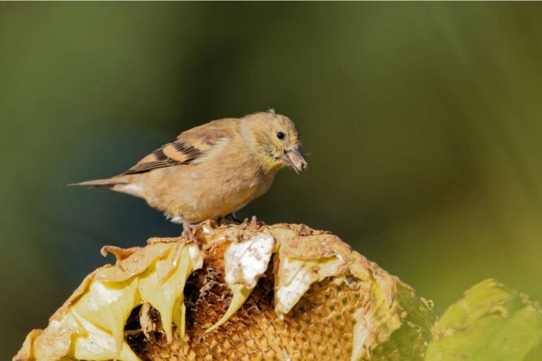 Homeowner Says Birds Destroyed All Twenty of Her Sunflower Seedlings, Then Her Last-Resort Garden Trick Finally Stopped the Daily Attacks