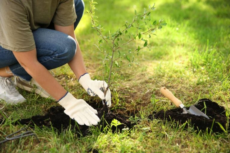 Homeowner Says Cutting Down Six Fast-Growing Saplings Led to a Surprise 9-Foot Fence, Then a Problem Tree Gave Him the Perfect Ending