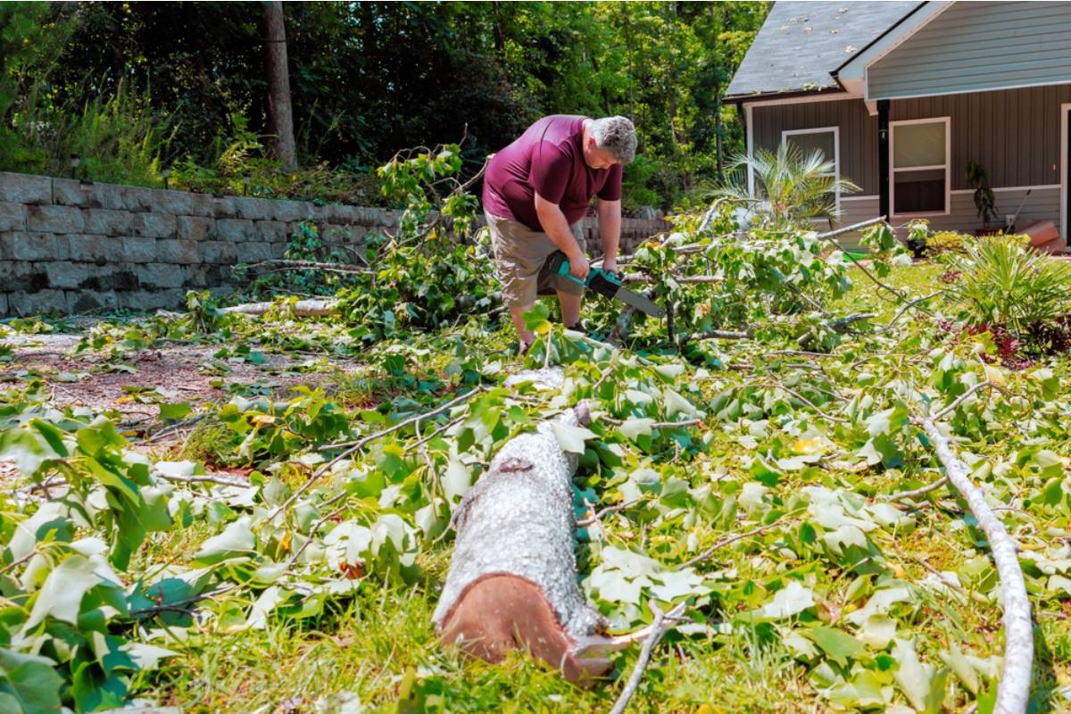 Homeowner Says He Planned to Remove a Yard Full of Trees of Heaven After Buying a New House, Then Realized One Tree Might Be Growing Across the Property Line