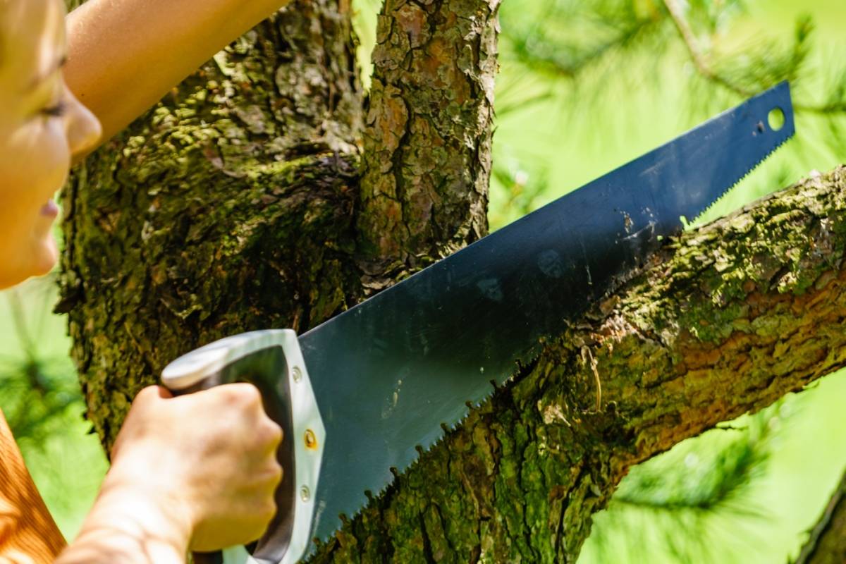 Homeowner Says Her Co-Op Kept Removing Fifty-Year-Old Trees, Then She Requested the Survey That Could Explain Where Every One Had Gone