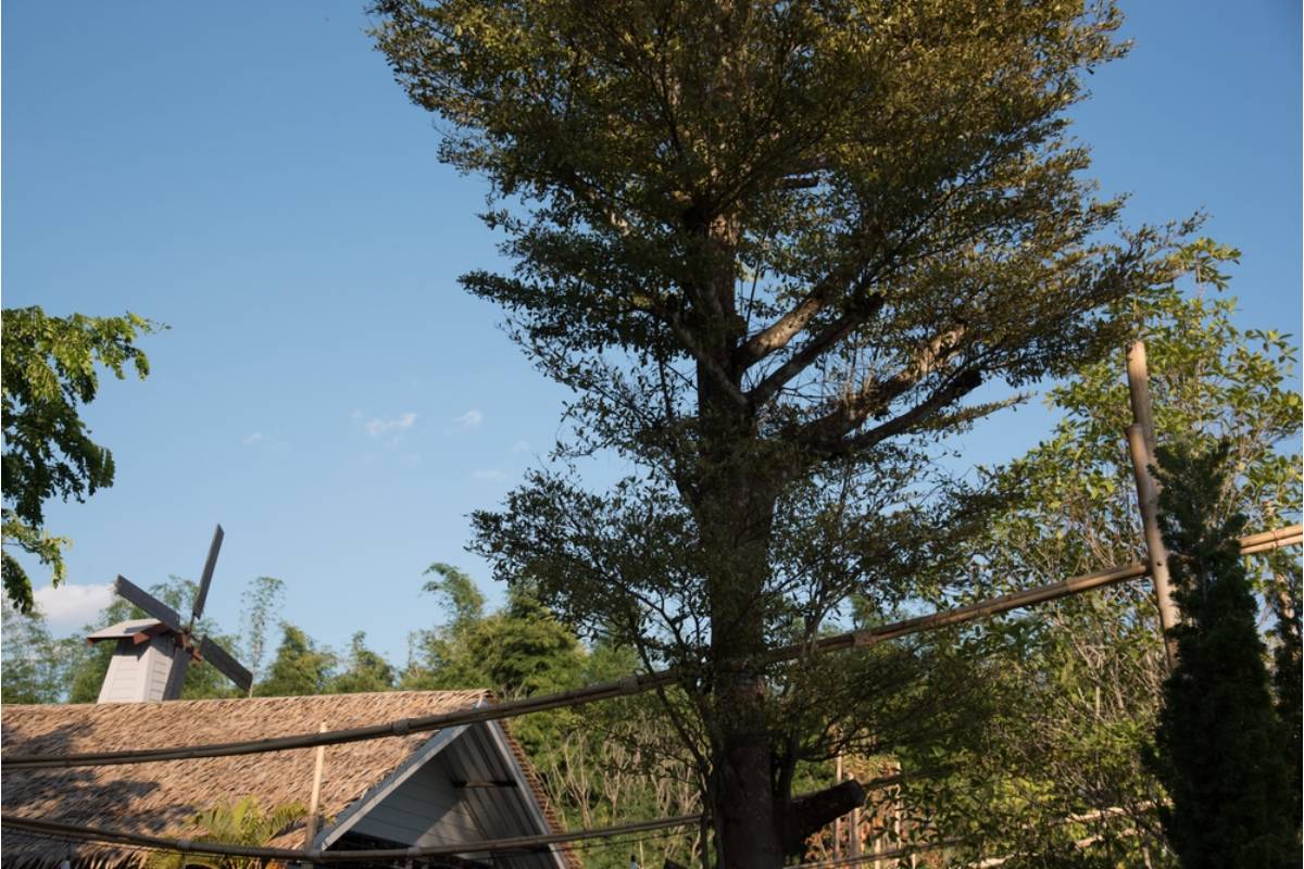Homeowner Says Her Family Discovered a $27,000 Timber Sale During a Two-Year Estate Battle, Then Realized the Trees Were Only the Beginning of the Mystery