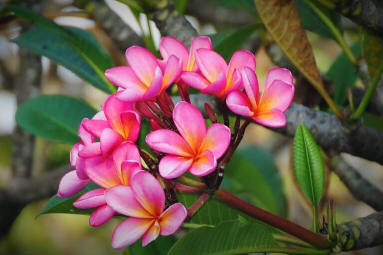 Homeowner Says Her Fifty-Pound Plumeria Vanished From the Porch, Then She Realized the Thief's Car Was Packed With Stolen Plants