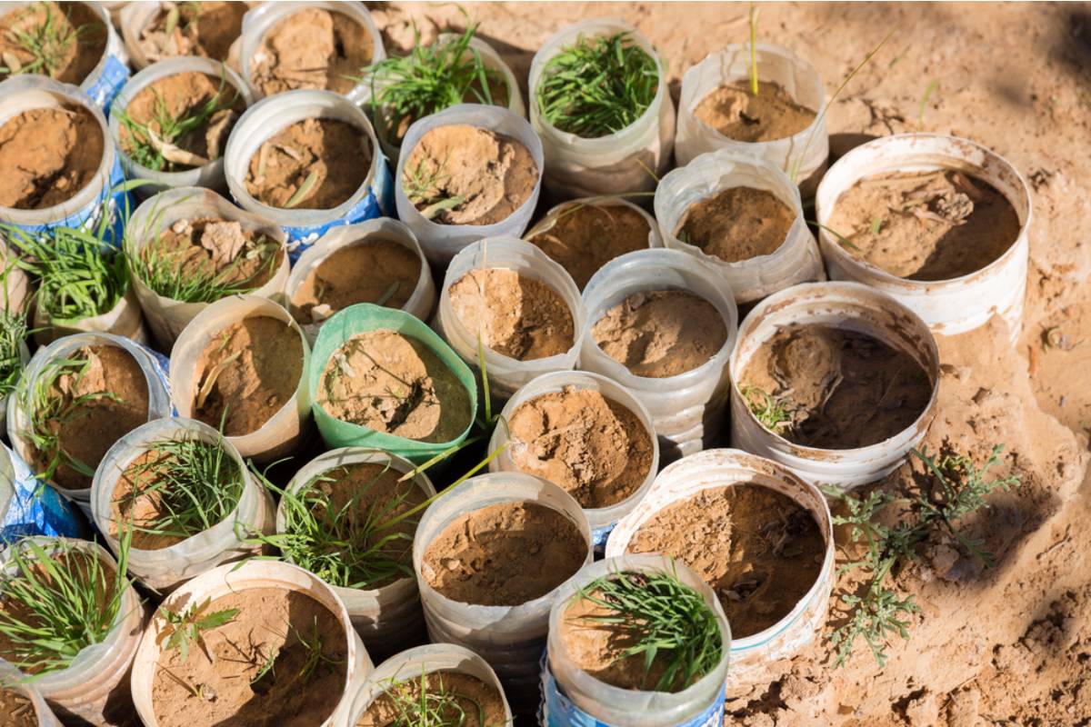 Homeowner Says Her HOA Banned Permanent Garden Structures, So She Filled the Yard With Buckets Until the Vegetable Harvest Became Impossible to Ignore