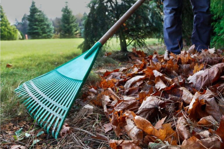 Homeowner Says Her Neighbor Complained About Leaves From Her Tree, Then Someone Discovered His Own Trees Were Causing the Same Mess