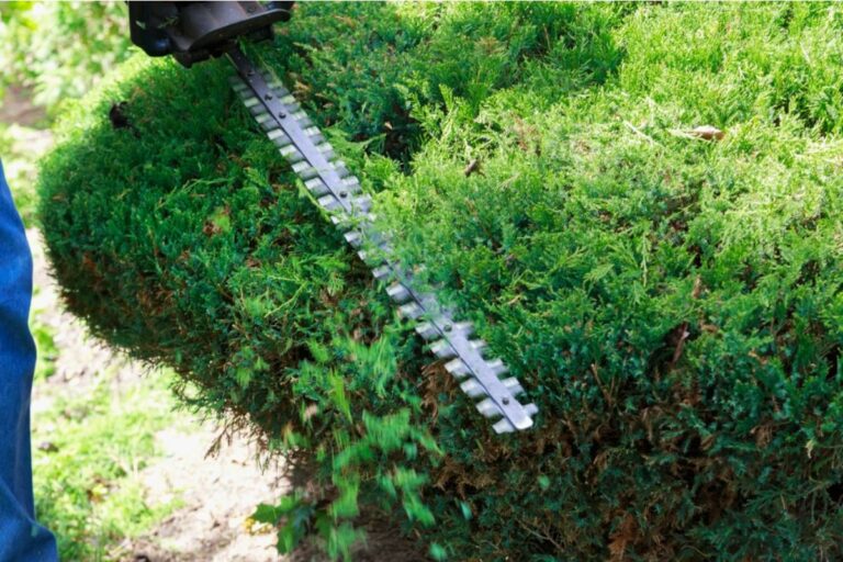 Homeowner Says Her Neighbor Cut Five Feet From a Privacy Hedge, Then She Realized the Whole Neighborhood Could See Into Her Garden