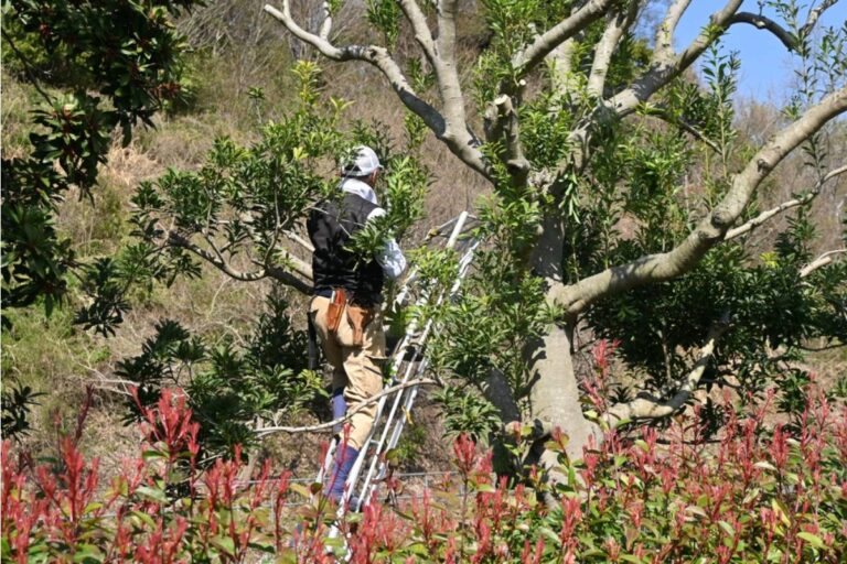 Homeowner Says Her Neighbor Installed a Pool Beside Her Property Line, Then Sent Workers Into Her Garden to Cut Down a Tree for More Sunlight