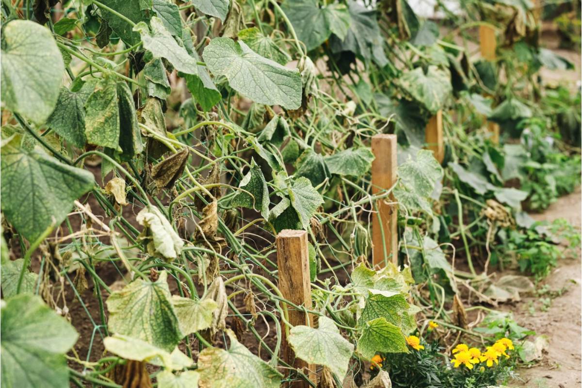 Homeowner Says Her Neighbor Kept Filming Her Family, Then the Garden Started Dying After Someone Sprayed the Edible Plants