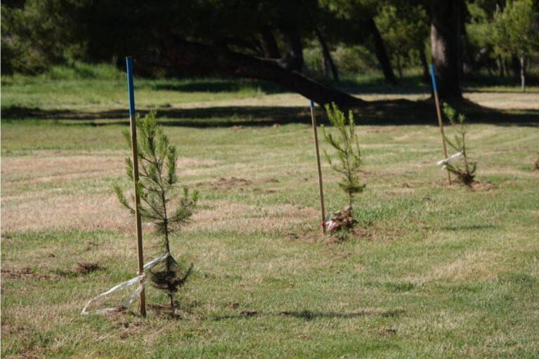 Homeowner Says Her Neighbor Planted a Row of Trees Directly Along the Property Line, Then Got Furious Whenever Anyone Came Near Them