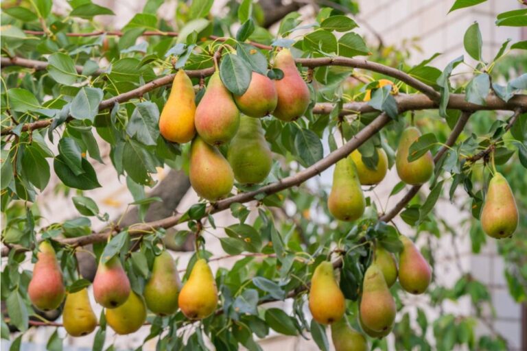 Homeowner Says Her Neighbor Waited Until Four Fruit Trees Finally Produced Fruit, Then Moved the Fence Line to Claim Them