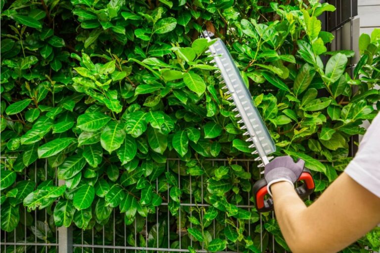 Homeowner Says Her Neighbors Asked to Trim One Backyard Tree, Then She Found Them Cutting the Front Hedge While She Was Watching