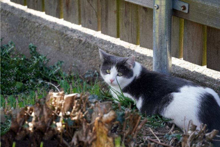 Homeowner Says Her Neighbor's Cat Turned Her Vegetable Beds Into a Private Litter Box, Then She Started Covering the Garden With Chicken Wire