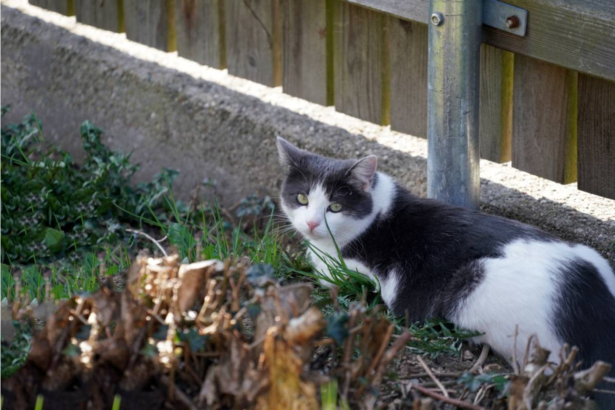 Homeowner Says Her Neighbor's Cat Turned Her Vegetable Beds Into a Private Litter Box, Then She Started Covering the Garden With Chicken Wire