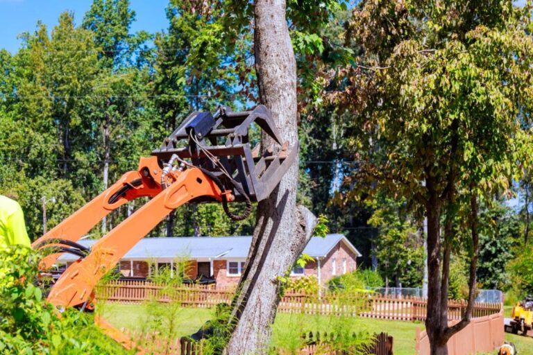 Homeowner Says Her Neighbors Removed a Tree That Damaged Her Favorite Garden Shade Tree, Then Their Nighttime Lights Turned the Backyard Into a Battle of Wills