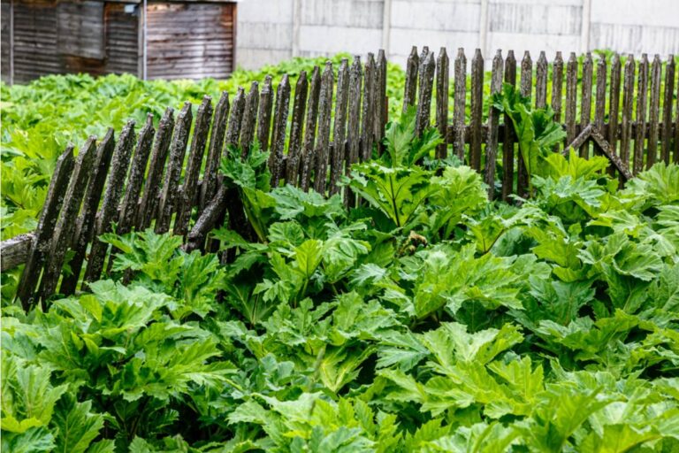 Homeowner Says Her Neighbour Refused to Help Replace a Rotten Garden Fence, Then the Housing Association Admitted It Was Their Responsibility