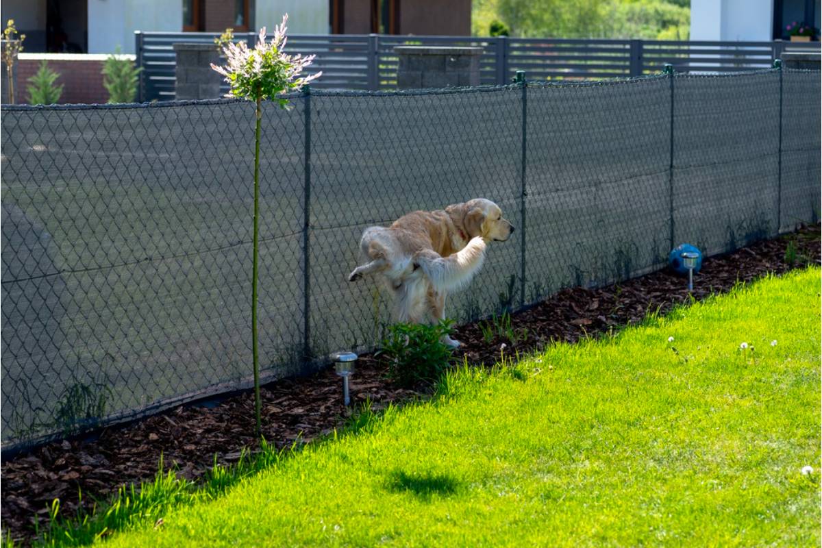 Homeowner Says Her Neighbour Turned the Garden Into a Dog-Waste Dump, Then She Realized the Real Problem Was Much Bigger Than the Smell