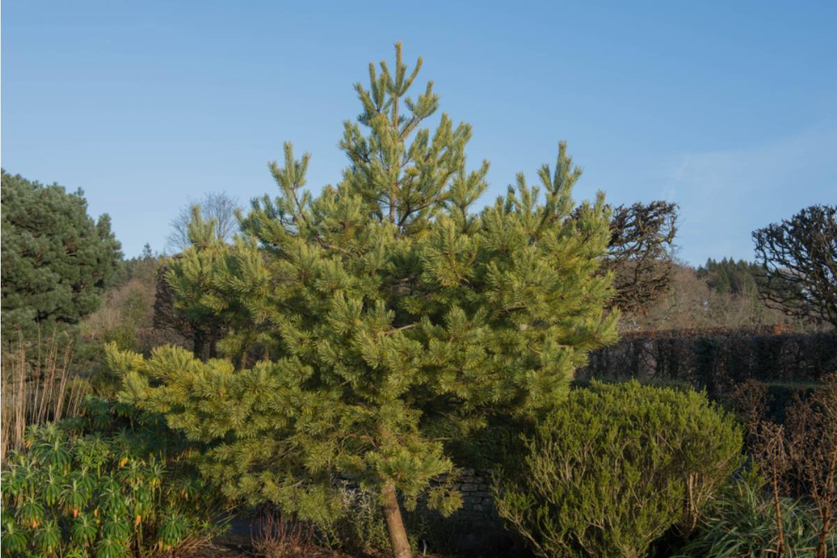 Homeowner Says Her Protected Pine Tree Became the Target of a Neighbor’s Parking Complaint, Then Her Microwave Proved Just How Ridiculous the Claim Really Was
