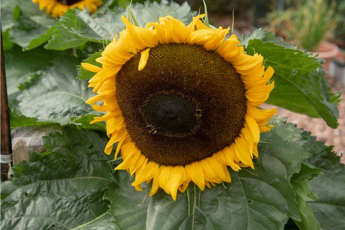 Homeowner Says Her Ten-Foot Sunflowers Became the Center of a Neighbor Dispute, Then She Woke Up to Find Every Bloom Cut in Half